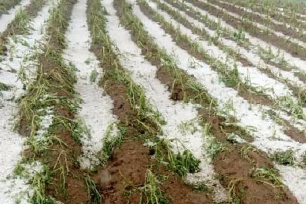 ZA 20 MINUTA UNIŠTEN SAV TRUD: Jako nevreme POTOPILO Loznicu, svi usevi UNIŠTENI!