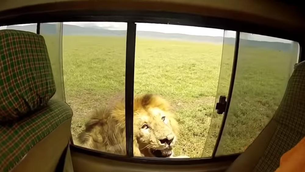 Hteli su da pomaze lava  