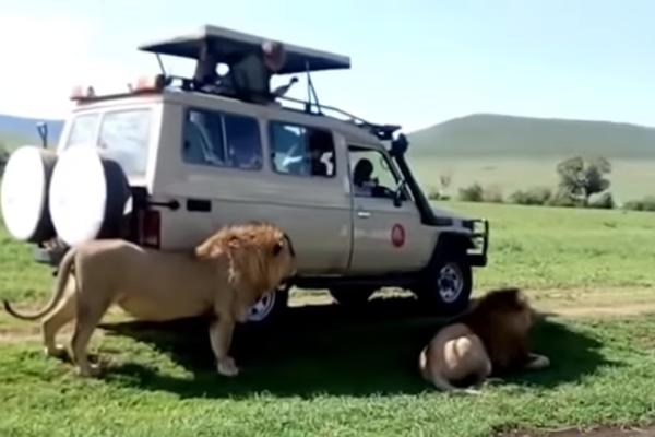 NAJGLUPLJI TURISTA IKAD: Hteo da POMAZI LAVA I RAZBESNEO GA! Ubrzo se gorko POKAJAO (VIDEO)