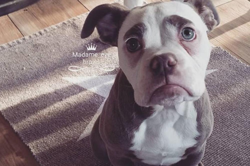 OBRVICA JE NAJTUŽNIJI PAS NA SVETU: Njen POGLED slama srce, ali izgled baš zna da prevari! (FOTO)