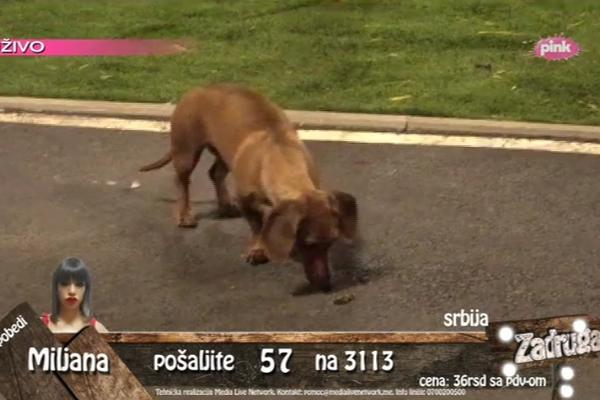 MOŽE ZA 2 GLAVE! Miki izrabljuje Žutu za PARE: Imali smo najneprijatniji razgovor sa Đuričićem, a to baš NISMO HTELI