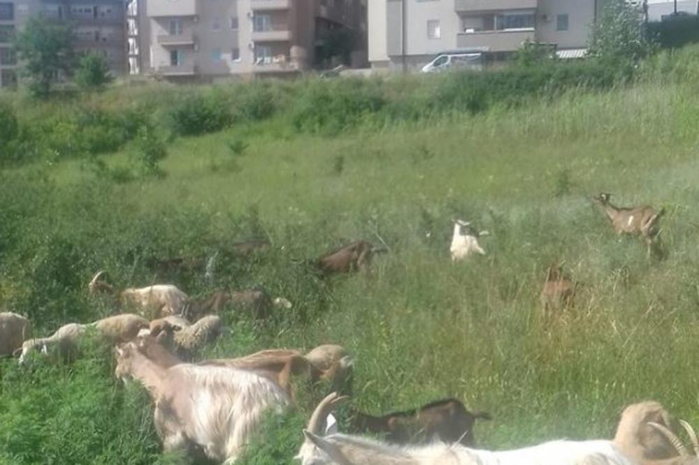 KOZE NAPALE BEOGRADSKO NASELJE! Stanovnici bukvalno ne mogu da se IZBORE sa ŽIVOTINJAMA!