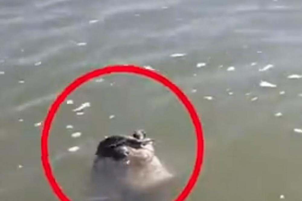 SOM JE POKUŠAO DA POJEDE KORNJAČU: Nije baš prošlo kako se nadao! (VIDEO)