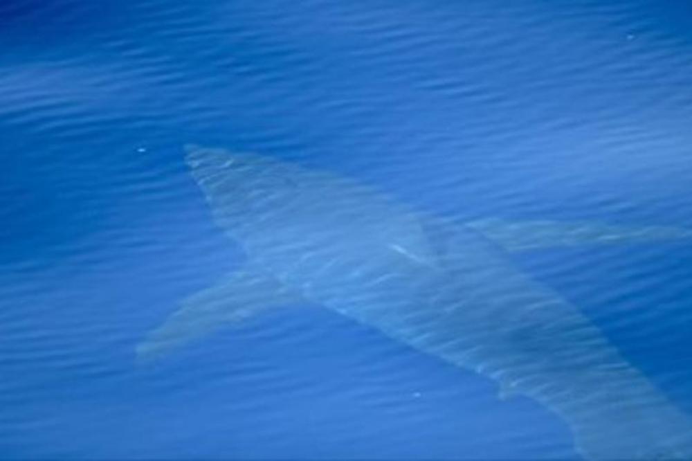 ISPRAVKA: Napad ajkule u Crnoj Gori se nije desio nedavno, već 1955. godine