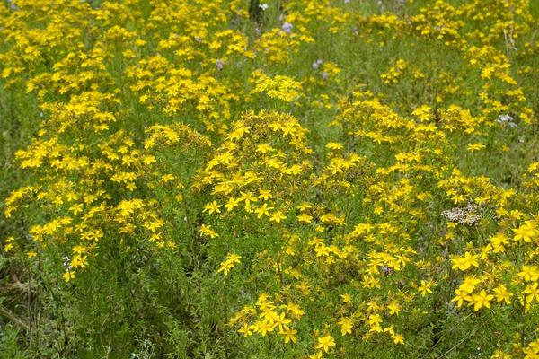 ZA OVU BILJKU KAŽU DA LEČI AKNE I DEPRESIJU: Ali to nije sve...