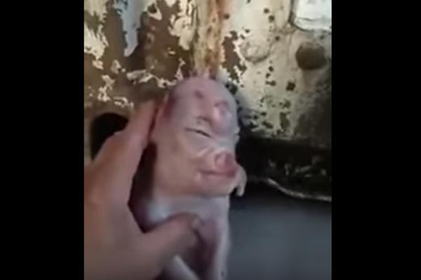 LJUDI, ŠTA JE OVO?! Rođeno nikad viđeno MUTANT STVORENJE, kombinacija ČOVEKA I SVINJE! (VIDEO)