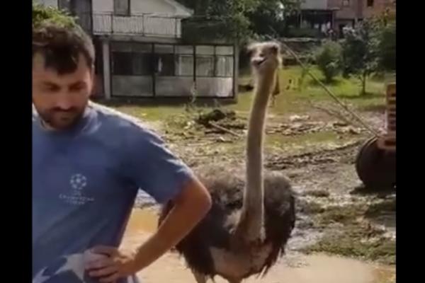 EVO KAKO DA NAJBOLJE UZGAJATE NOJEVE! Ni ljuska nije za BACANJE, a možete mnogo da ZARADITE! (VIDEO)