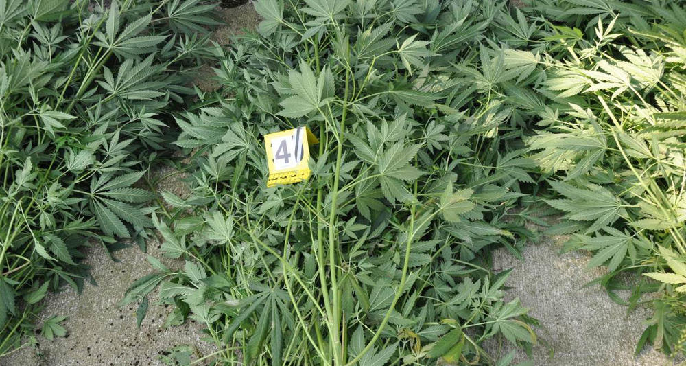 Otkrili su laboratoriju za proizvodnju marihuane u veštačkim uslovima    