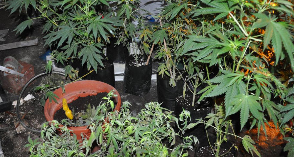Otkrili su laboratoriju za proizvodnju marihuane u veštačkim uslovima    