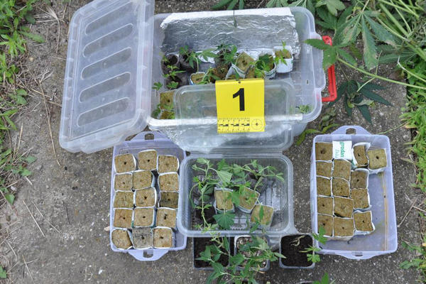 U DVORIŠTU MU NAŠLI CELU LABORATORIJU ZA PROIZVODNJU MARIHUANE! Požarevljanin (27) pao posle pretresa (FOTO)