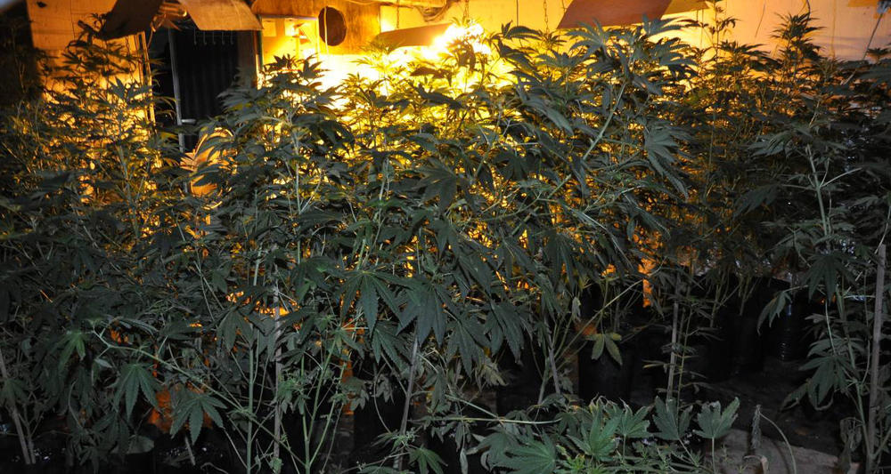 Otkrili su laboratoriju za proizvodnju marihuane u veštačkim uslovima    