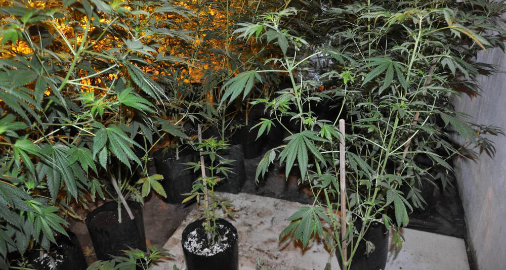 Otkrili su laboratoriju za proizvodnju marihuane u veštačkim uslovima    