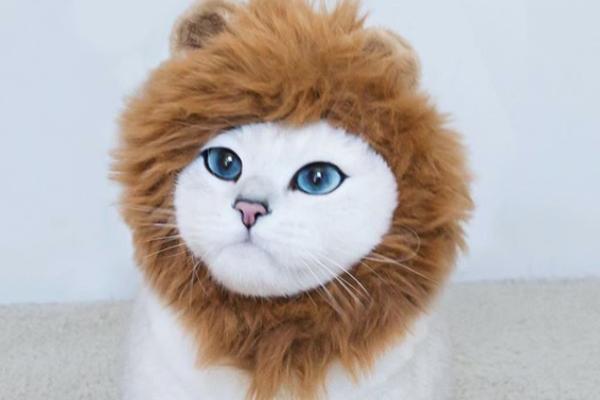 DA LI JE OVO NAJLEPŠI MAČAK NA SVETU? Rastopićete se kada vidite koliko je sladak, a njegove oči će vas oboriti s nogu! (FOTO)