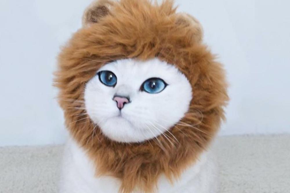 DA LI JE OVO NAJLEPŠI MAČAK NA SVETU? Rastopićete se kada vidite koliko je sladak, a njegove oči će vas oboriti s nogu! (FOTO)