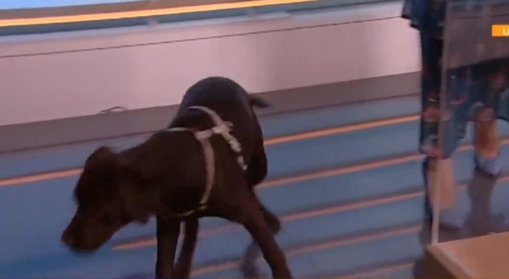 Često ume da napravi 'scenu