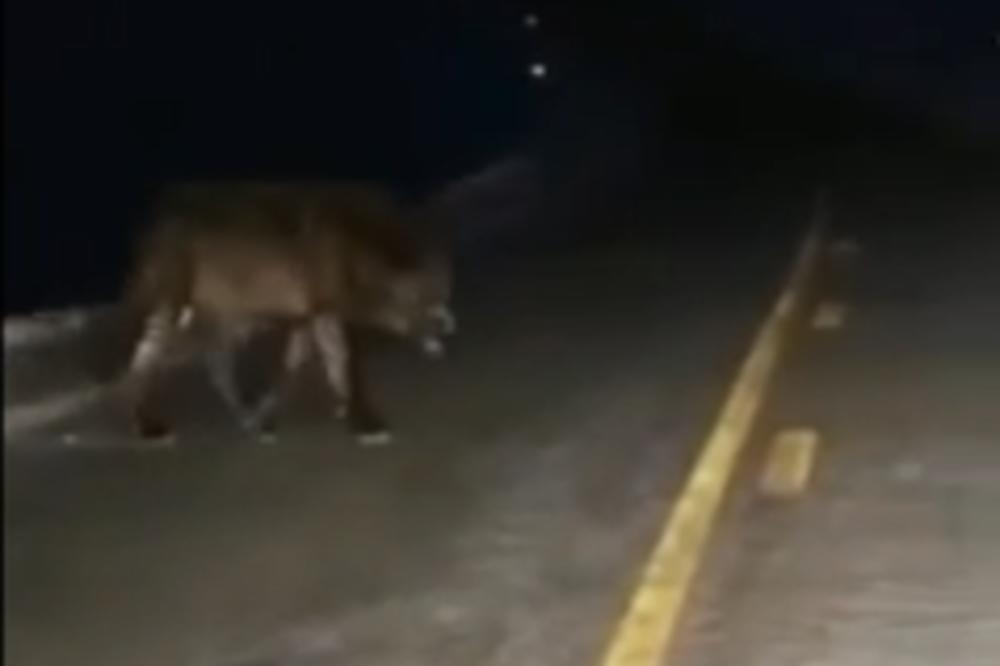 VUK U CENTRU NOVE VAROŠI! Meštani mislili da je lutalica