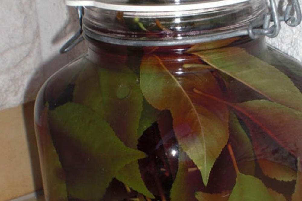 LEČI IMPOTENCIJU I HEPATITIS A, NEVEROVATNOM BRZINOM TOPI KILOGRAME: Brzo potopite listove ove voćke u TEGLU!