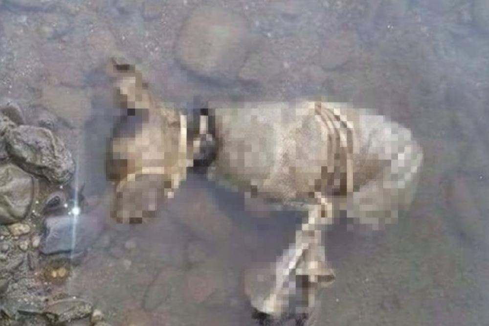 OVO NIJE MOGAO DA URADI ČOVEK, NEGO SVIREPI MONSTRUM: Vezao noge i njušku štenetu, ubacio u džak i udavio ga u vodi! (UZNEMIRUJUĆI FOTO)