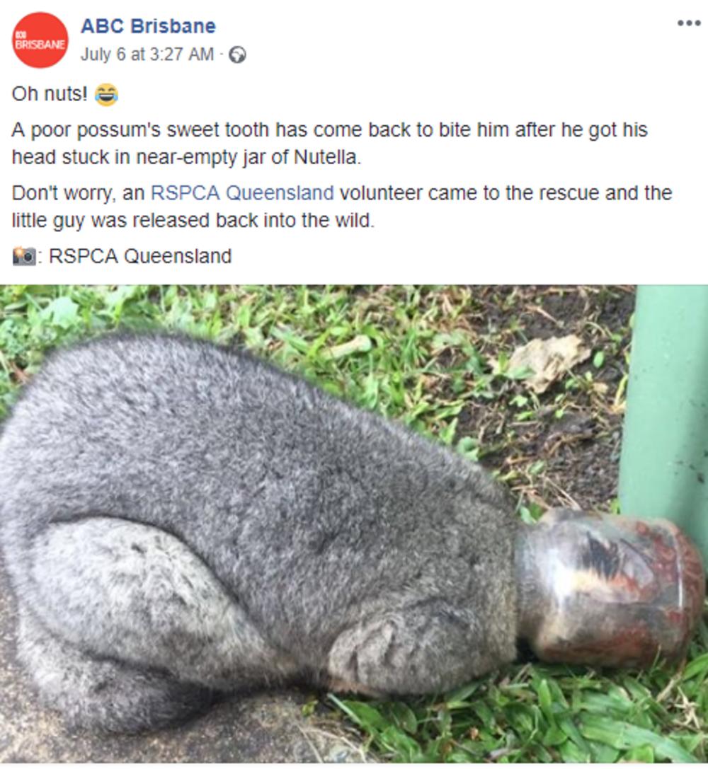 Oposumova glava u tegli  