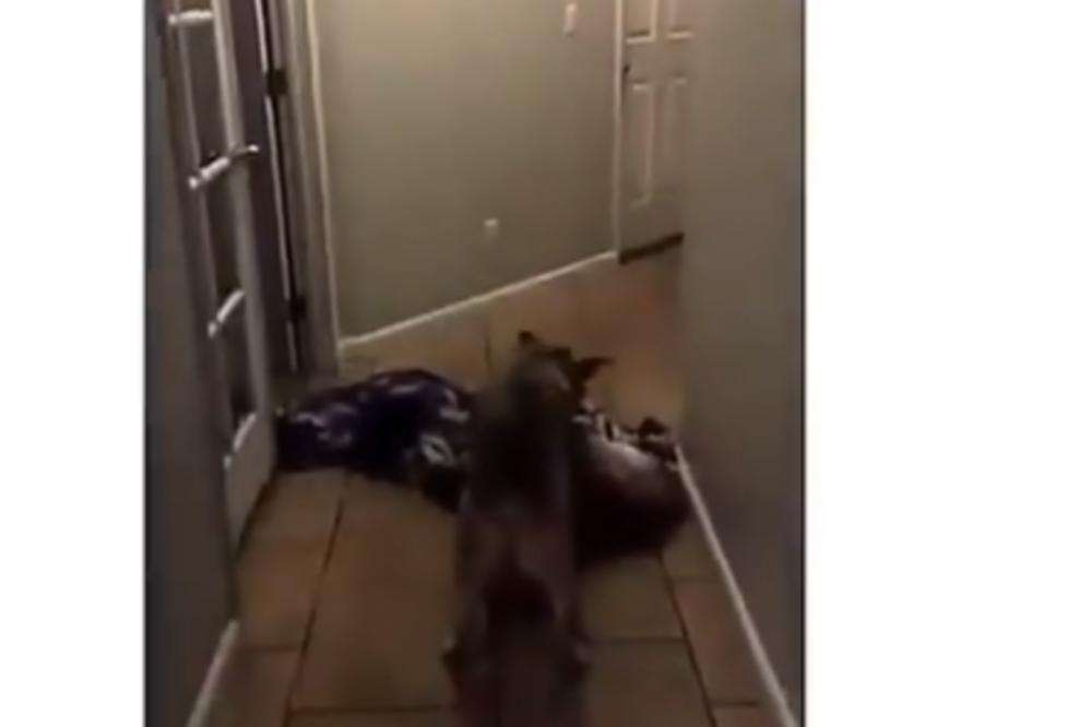 O OVOJ KUCI PRIČA CEO INTERNET: Gazda je hteo da bude duhovit, a PAS GA JE UNIŠTIO! (VIDEO)