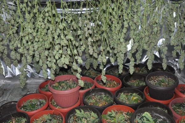 MASOVNA HAPŠENJA POLICIJE PO SRBIJI: MUP priveo 45 ljudi u ogromnoj AKCIJI, pali silni narko-dileri!