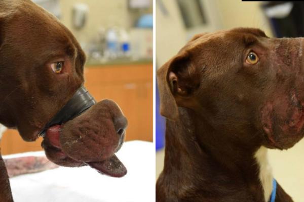 VLASNIK JE ZALEPIO PSU NJUŠKU I TAKO JE DRŽAO 36 SATI! Stigla ga je robija, a zbog njegovog opravdanja SVET JE POBESNEO! (FOTO)