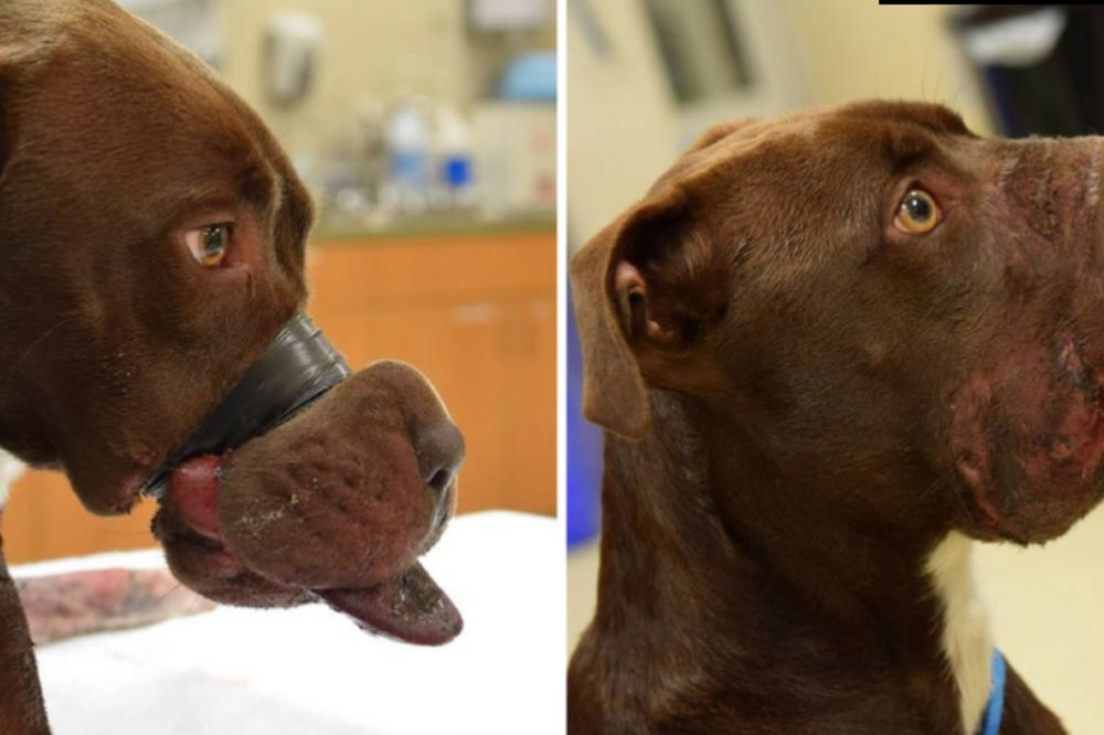 VLASNIK JE ZALEPIO PSU NJUŠKU I TAKO JE DRŽAO 36 SATI! Stigla ga je robija, a zbog njegovog opravdanja SVET JE POBESNEO! (FOTO)