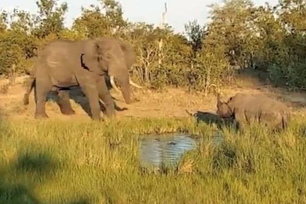 NOSOROG JE PIO VODU I NIJE HTEO DA SE POMERI KAD JE DOŠAO SLON: Uskoro je zbog toga GORKO ZAŽALIO! (VIDEO)