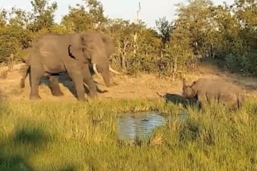 NOSOROG JE PIO VODU I NIJE HTEO DA SE POMERI KAD JE DOŠAO SLON: Uskoro je zbog toga GORKO ZAŽALIO! (VIDEO)