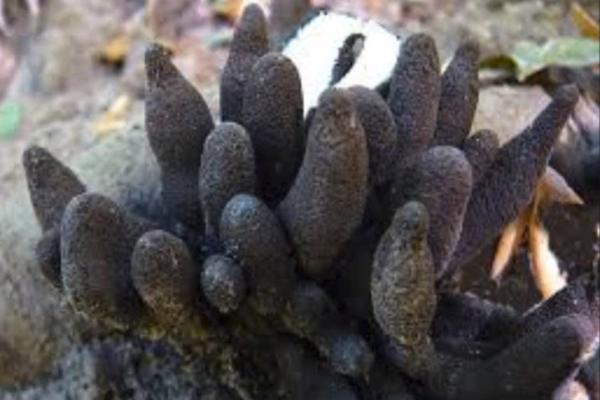 Ako se OVO pojavi u vašem dvorištu NI SLUČAJNO NEMOJTE DA PRILAZITE: Nešto strašno bi moglo da vam se desi, BUDITE OPREZNI! (FOTO)