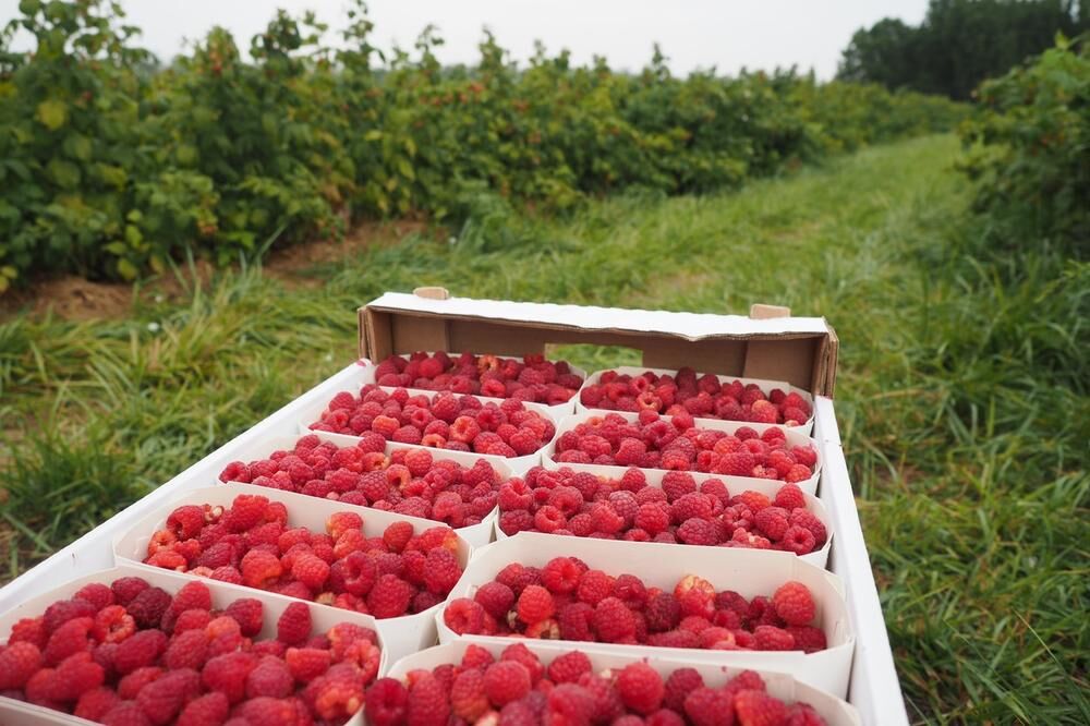  maline se preporučuju osobama koje boluju od gripa i prehlade