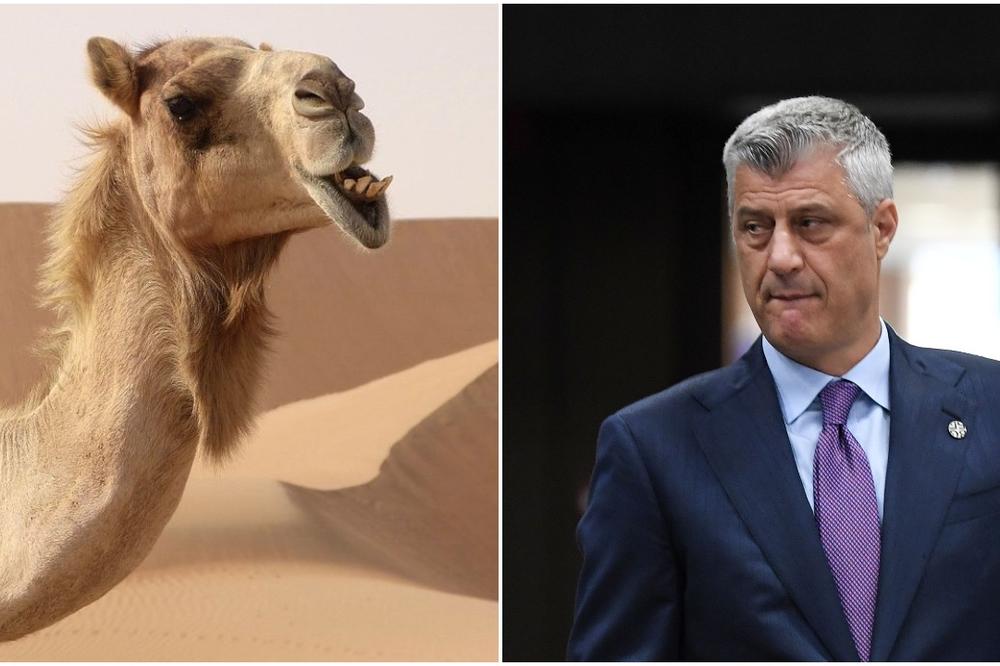 EGIPAT POVLAČI PRIZNANJE KOSOVA?! Ako se ovo desi, očekuje se DOMINO EFEKAT, danas u Beogradu RAZGOVORI!