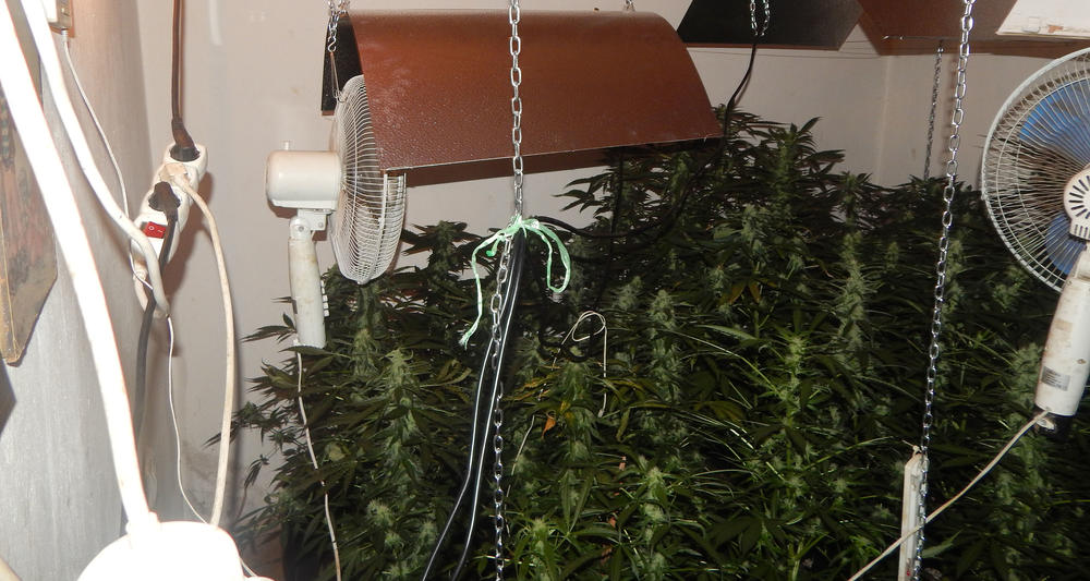 Laboratorija za uzgoj marihuane  