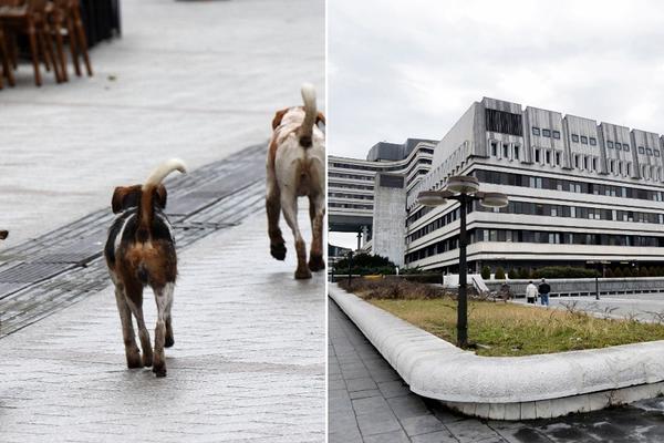 KRVAVA NOĆ U BEOGRADU, PSI POLUDELI: Izujedali su čak 11 ljudi, NIKO NE ZNA RAZLOG!