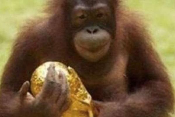 OBJAVIO SLIKU MAJMUNA S PEHAROM: Sraman rasistički ispad potpukovnika vojske posle finala Mundijala! (FOTO)