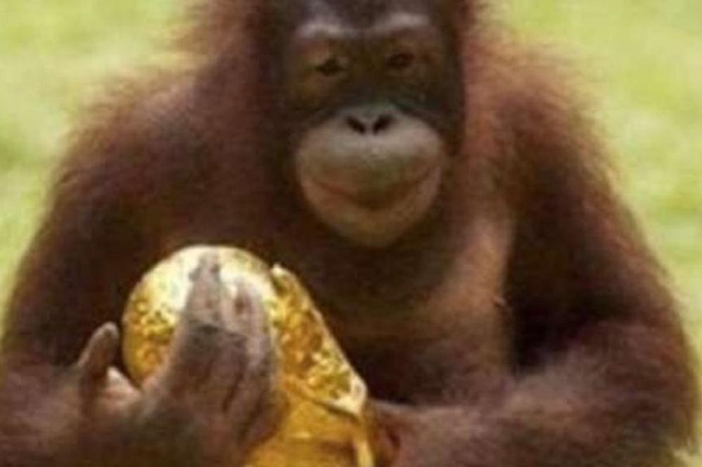 OBJAVIO SLIKU MAJMUNA S PEHAROM: Sraman rasistički ispad potpukovnika vojske posle finala Mundijala! (FOTO)
