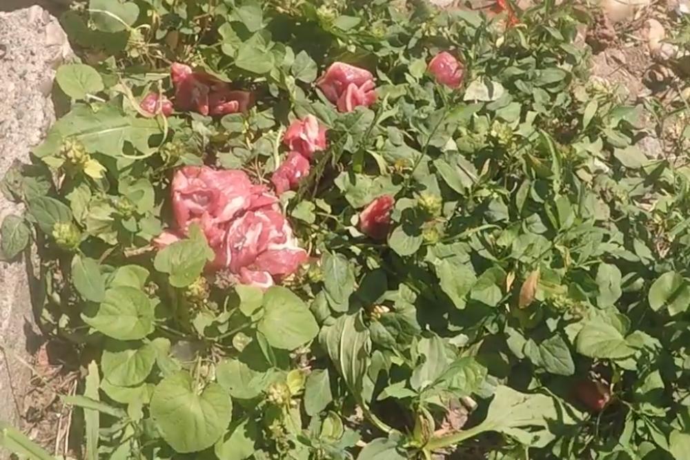 BAČEN OTROV U BLOKU 70! Ako šetate OVOM ulicom čuvajte ŽIVOT svog ljubimca! (VIDEO)