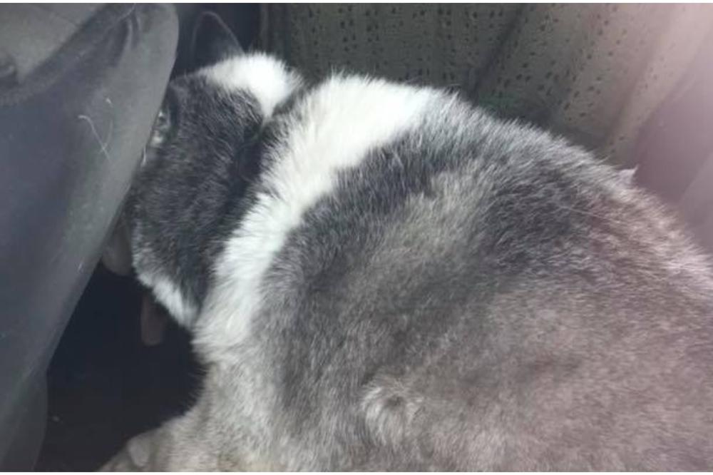 Ovog psa je vlasnica OSTAVILA u kolima po PAKLENOJ VRUĆINI, a ono što je policija rekla sigurno će vas iznervirati! (FOTO)