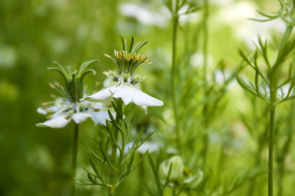 NAJLEKOVITIJA SEMENKA NA SVETU: Ne deluje na kancerogena oboljenja i moždani udar, ne leči astmu i reumu!
