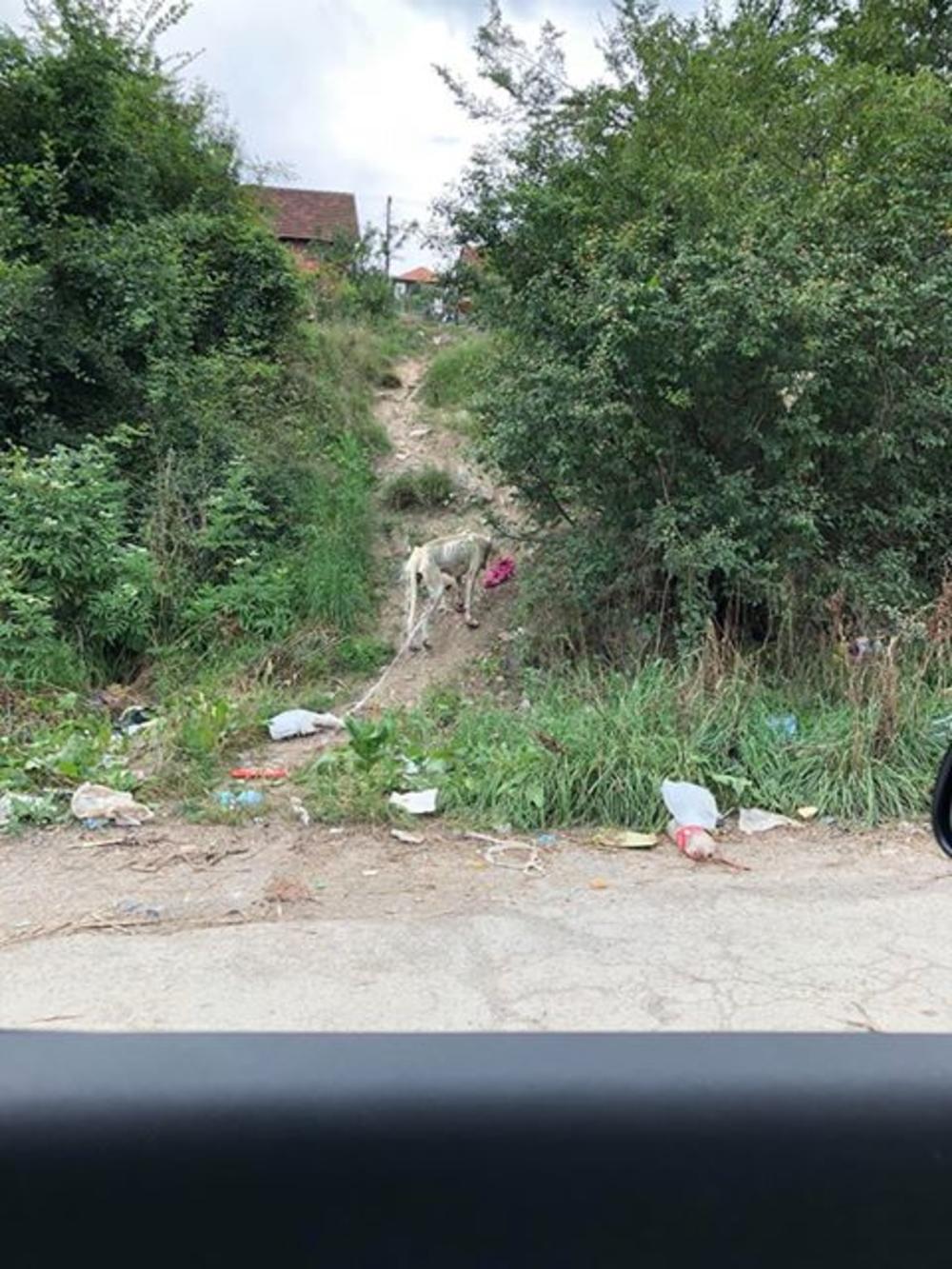 Napušteno i neuhranjeno kuče u Novom Pazaru  