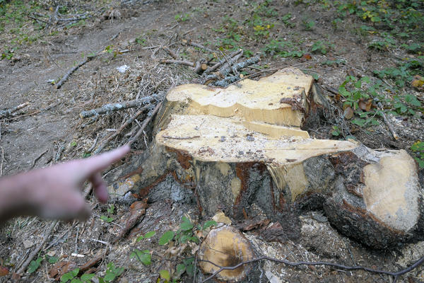 HRABRO SE BORILO ZA ŽIVOT, POSTAO JE DETALJ NAŠEG KVARTA! Pismo sugrađanina o seči drveća iz grada koji se GUŠI U SOPSTVENOM SMRADU će vam otvoriti oči