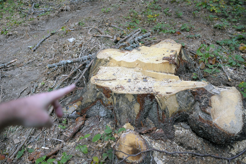 HRABRO SE BORILO ZA ŽIVOT, POSTAO JE DETALJ NAŠEG KVARTA! Pismo sugrađanina o seči drveća iz grada koji se GUŠI U SOPSTVENOM SMRADU će vam otvoriti oči