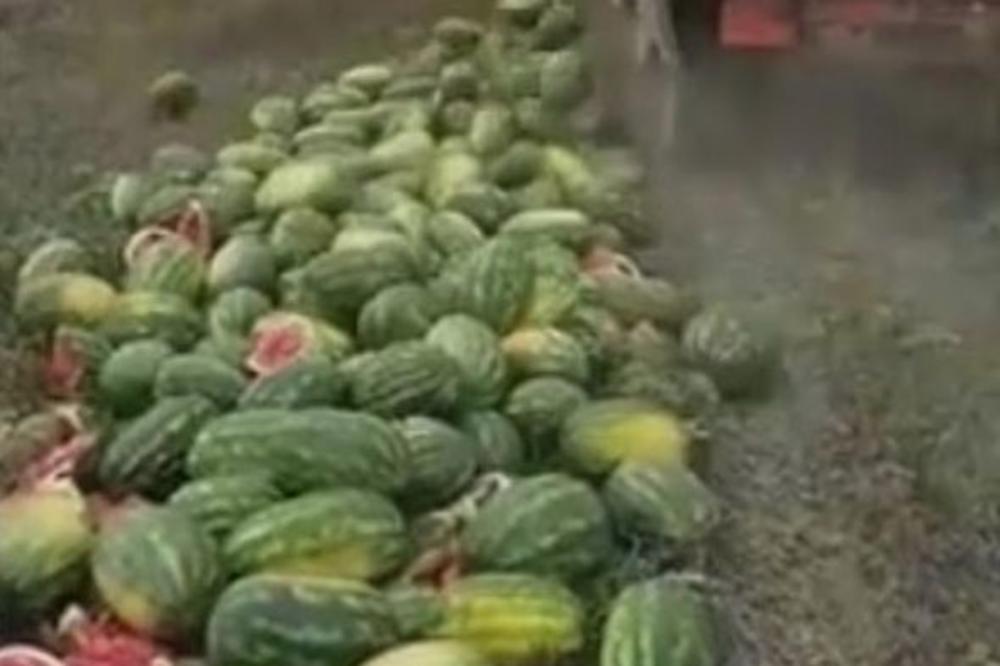 SELJAK IZ SOLJANA PRED KAMEROM UNIŠTIO 25 TONA LUBENICA JER NEMA KOME DA IH PRODA: Uputio je i jednu JAKU PORUKU! (VIDEO)