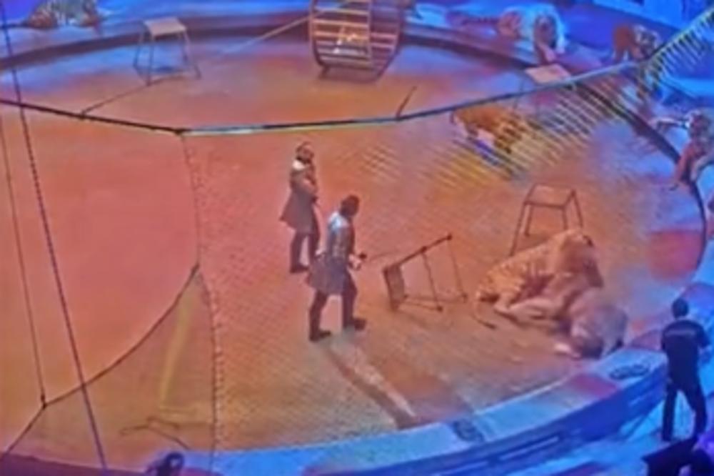HOROR U CIRKUSU: Tigar skočio i UGRIZAO LAVA ZA VRAT, a onda je nastao POTPUNI HAOS! (VIDEO)
