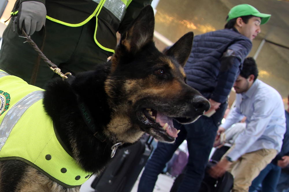 SOMBRA JE NAJTRAŽENIJI PAS NA SVETU: Narko karteli nude 70.000 DOLARA za njeno UBISTVO, a sve zbog njenog neverovatnog TALENTA!