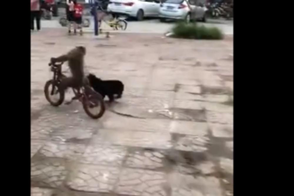 PAS POJURIO MAJMUNA, A OVAJ MU POBEGAO BICIKLOM: Ni mi nismo mogli da verujemo, pogledajte snimak! (VIDEO)