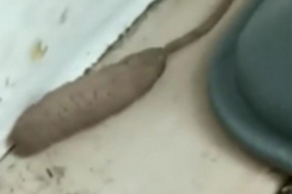 ODVRATNO! Žena je primetila da joj nešto PUZI u kući, a kada je videla šta je, potpuno se ZGROZILA! (VIDEO)