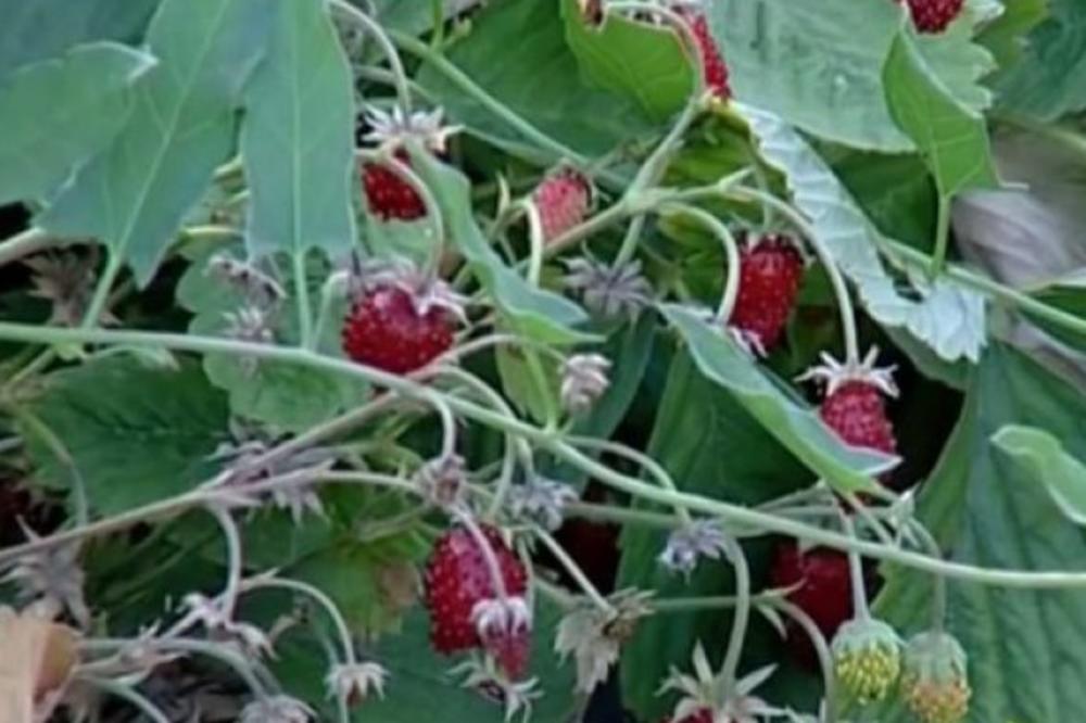 LEKOVITA MOĆ ŠUMSKIH JAGODA: Dovoljna je samo jedna šaka da bi izlečili ove bolesti!