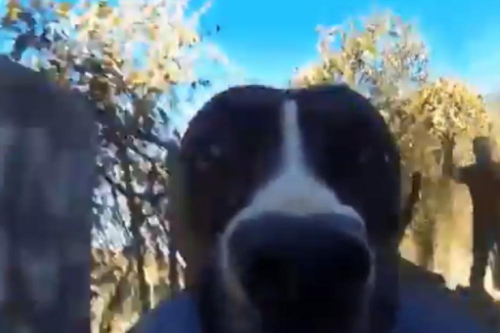 NAJVEĆI HIT NA INTERNETU je ovaj kuca koji je UKRAO GO PRO i sada ga svi jure! (VIDEO)