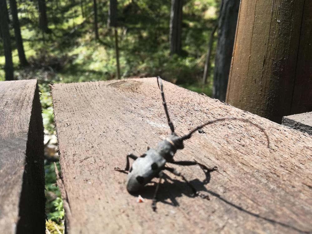 Neobična buba na Tari  